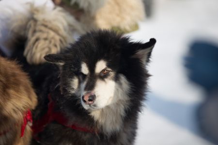 自然风光,特写,动物,哺乳动物,狗