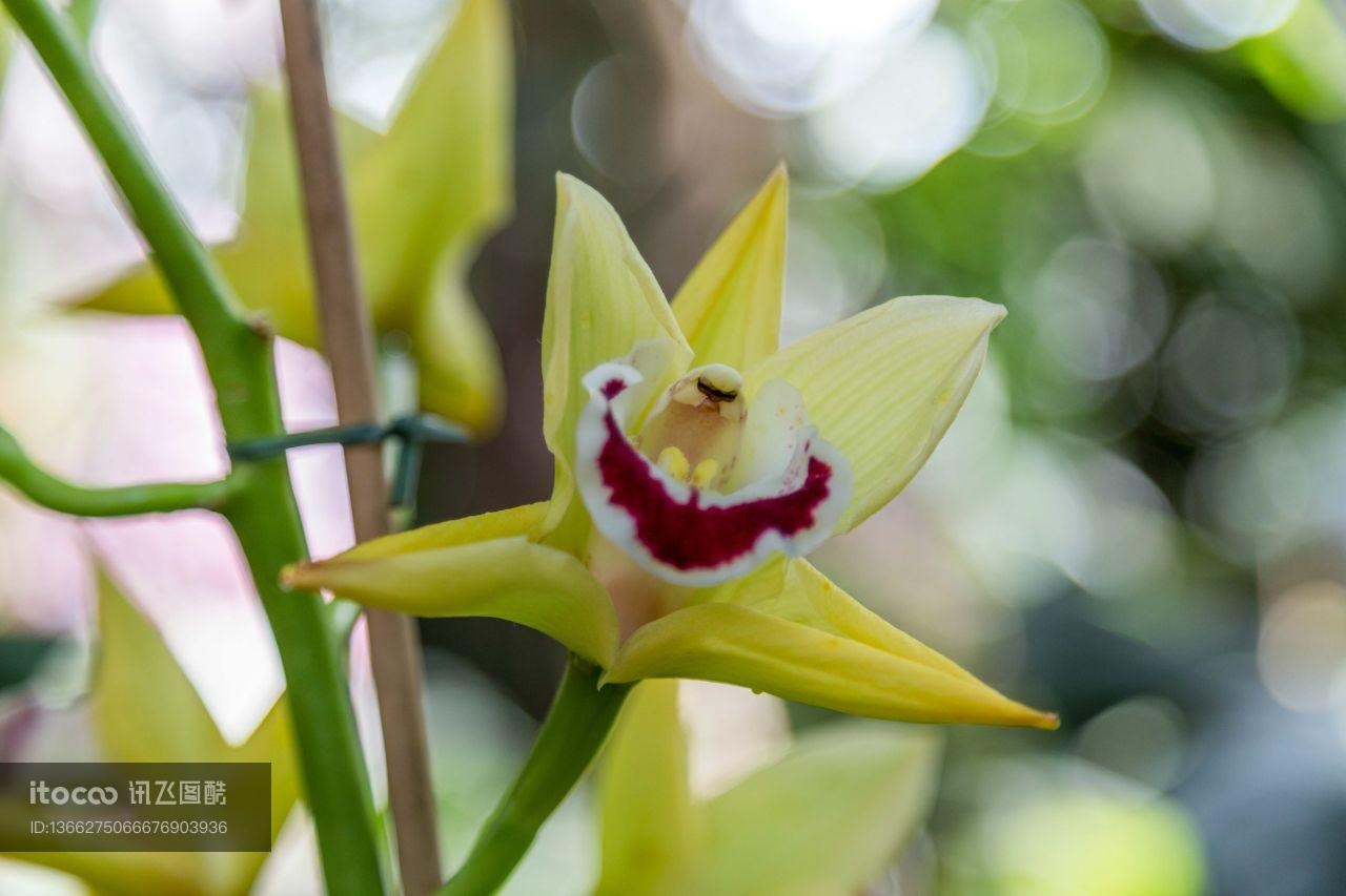 花,特写,生物