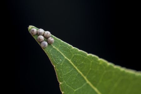 特写,虫卵,生物,动物,植物,树叶,昆虫