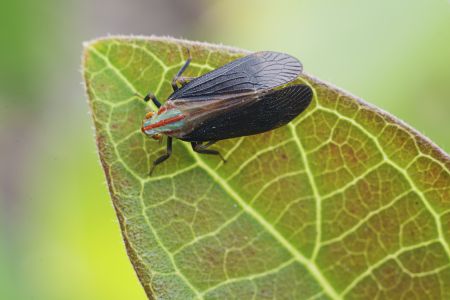 节肢动物,昆虫类,虫子,动物,生物,昆虫,特写