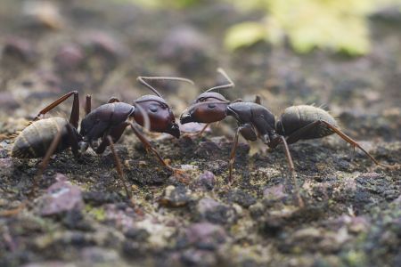 臭蚁,节肢动物,蚂蚁,生物,昆虫,特写,动物