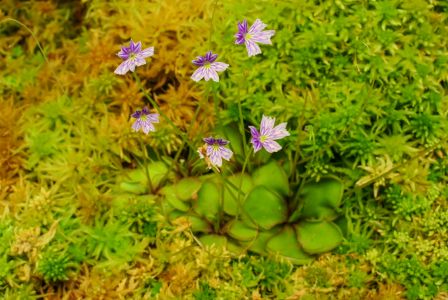 花,青草,特写,自然风光