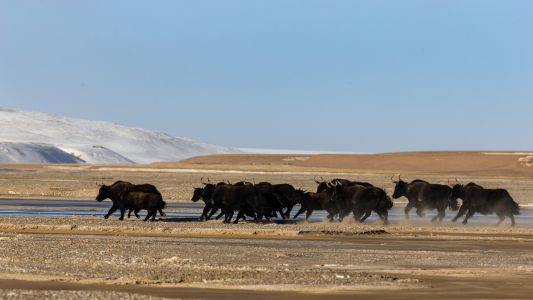 哺乳动物,生物,牦牛,草原,雪山