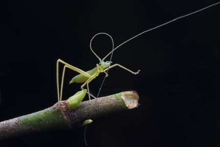 节肢动物,昆虫类,生物,动物,特写,微距,昆虫