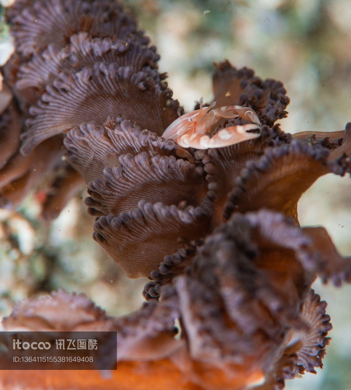 海洋生物 ,自然风光,生物