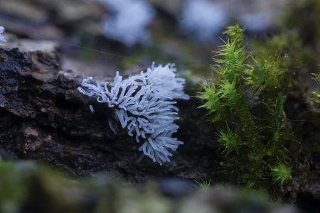 特写,潮湿的土地,生物,真菌,其他真菌