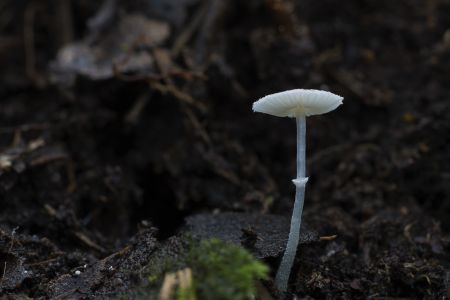 蘑菇（块菌）,户外,特写,环境,季节,生物,植物,树木,真菌,自然
