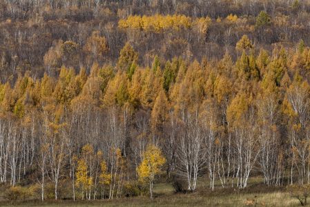 森林,树木,自然风光,植物,树叶,中国,内蒙古