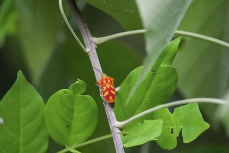 昆虫,节肢动物,昆虫类,特写,微距,动物,生物