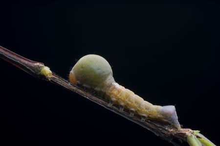 昆虫,幼虫,软体类,生物,动物,特写,微距