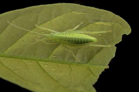昆虫,昆虫类,节肢动物,动物,生物,特写