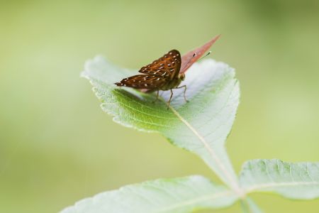 节肢动物,昆虫类,虫子,动物,生物,昆虫,特写