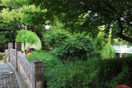 树木,拱桥,中国,植物,浙江,自然风光,桥