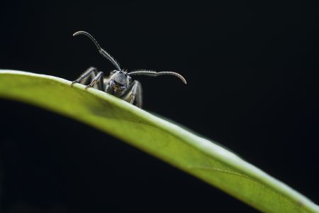 特写,黑色背景,生物,动物,昆虫,植物,树叶