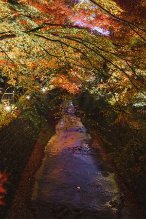 古典园林,景点,自然风光,枫树,建筑,国外,植物,树