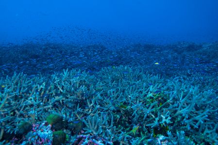 生物,珊瑚,海洋,美丽鹿角珊瑚