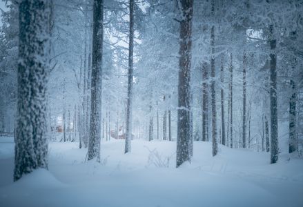 森林,雪,自然风光,树木,冰雪,冬天,全景,植物,桦木科,白桦,树