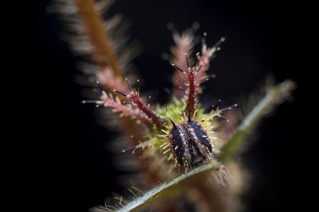 昆虫,昆虫类,毛毛虫,动物,生物,特写,微距