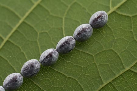 特写,虫卵,生物,动物,植物,树叶,昆虫