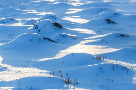 冰雪,雪原,自然风光,雪,全景,植物,冬天
