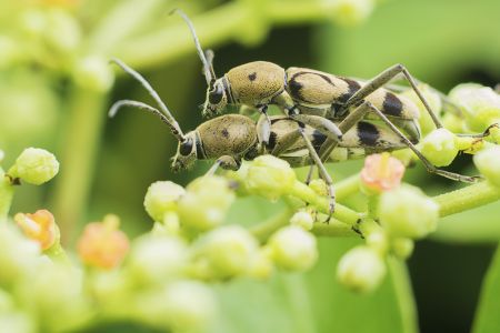 昆虫,节肢动物,昆虫类,动物,特写,微距,生物