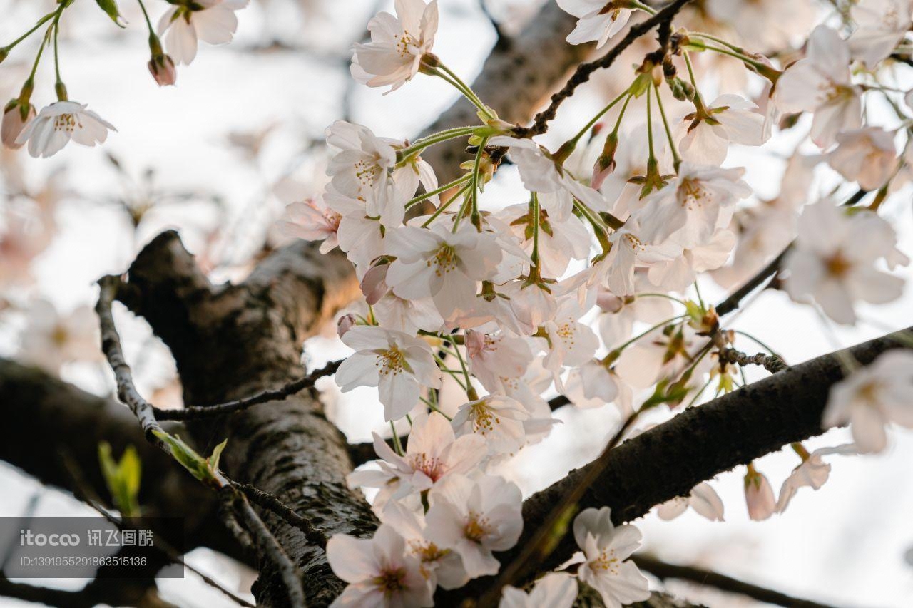 花,樱花,户外