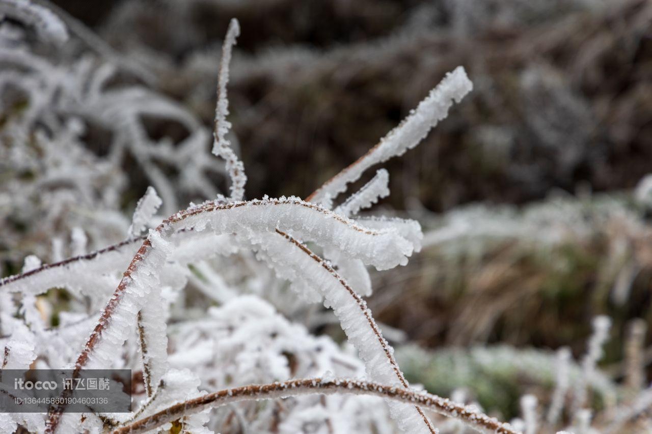 冬天,植物,冰雪