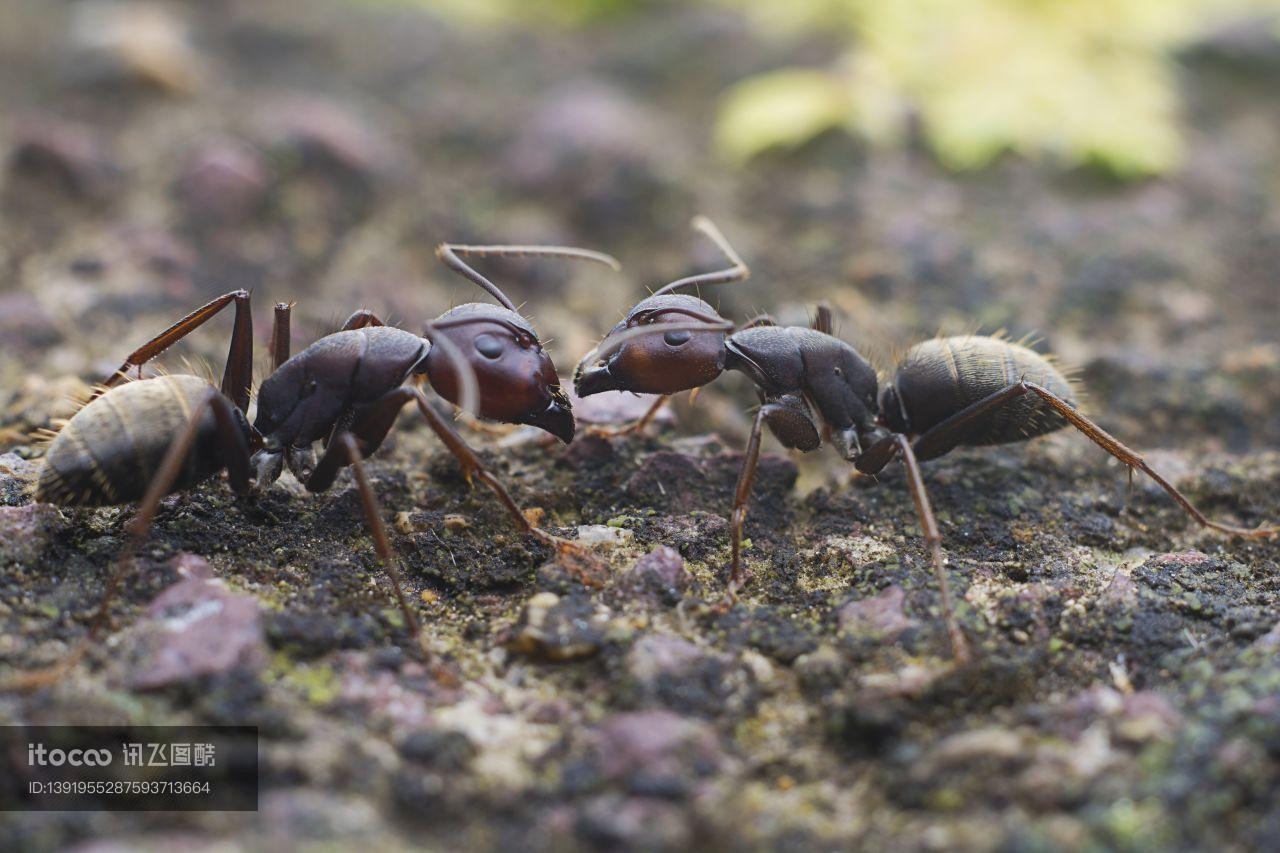 臭蚁,节肢动物,蚂蚁