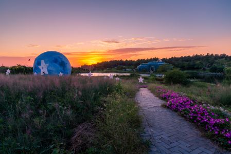 自然风景,植物,自然风光,花,天空,夜晚,草原