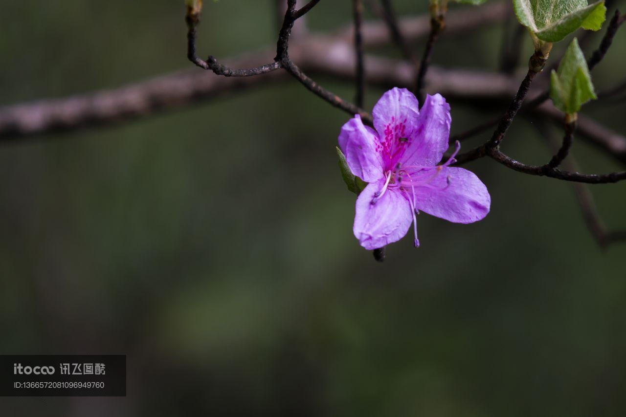 特写,植物,花