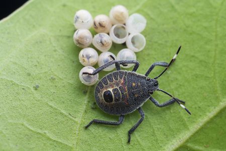 昆虫,生物,虫卵,动物,树叶
