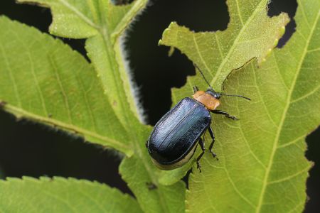 昆虫,节肢动物,虫子,动物,生物,特写,微距