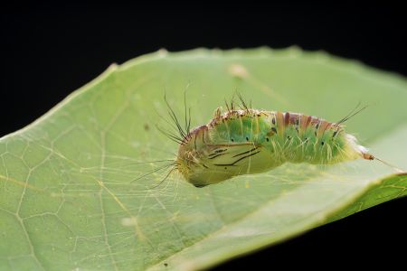 昆虫,毛虫,幼虫,动物,生物,特写,微距