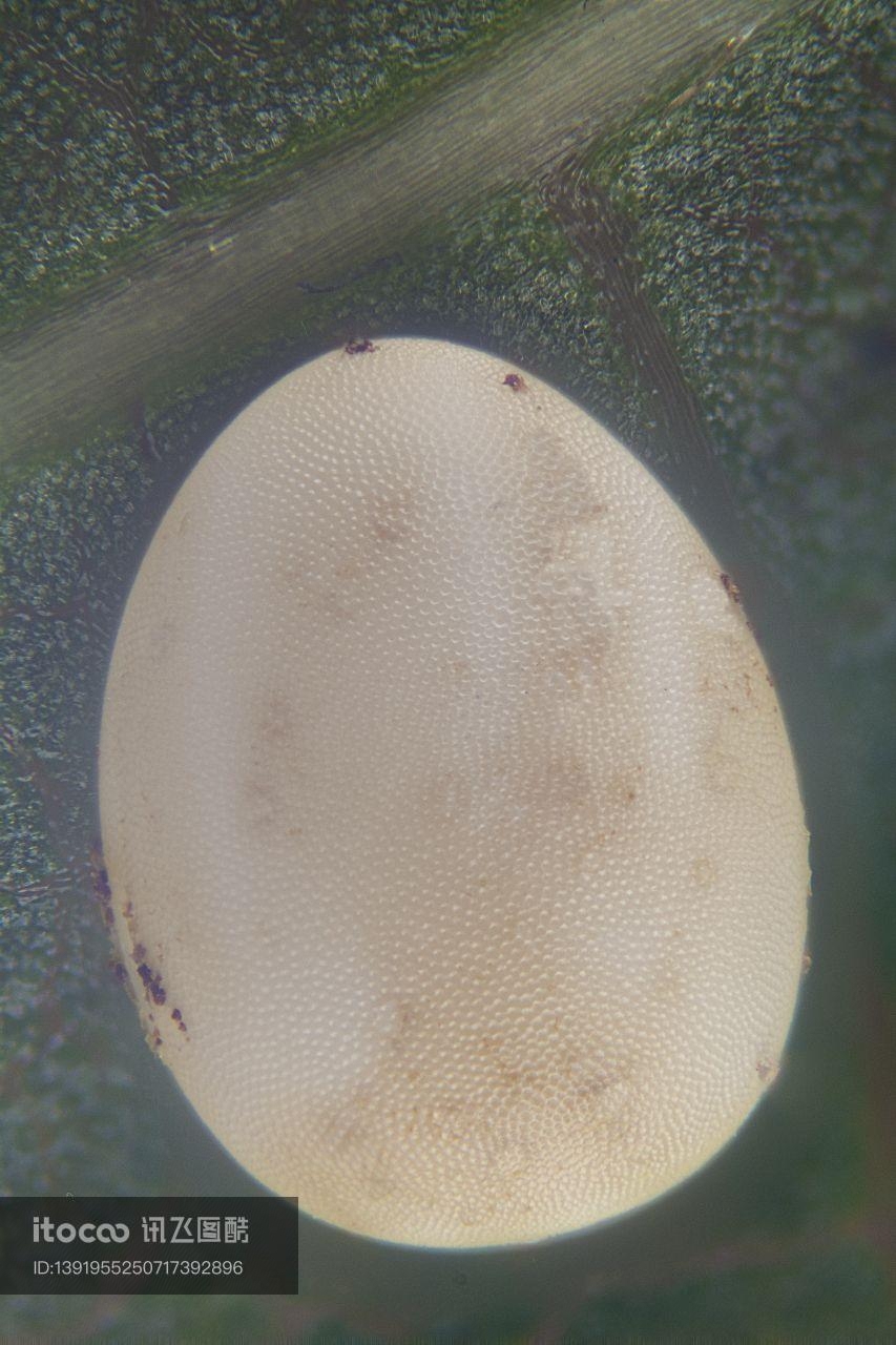 特写,生物,细菌病毒