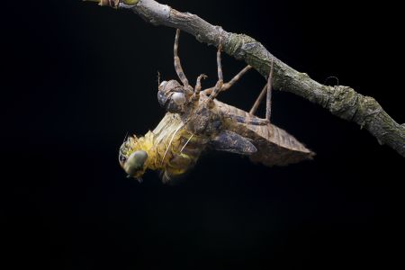 特写,黑色背景,树枝,生物,动物,昆虫,植物