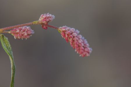 特写,青草,环境,户外,生物,植物,树木,自然