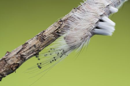 昆虫,幼虫,软体类,生物,动物,特写,微距