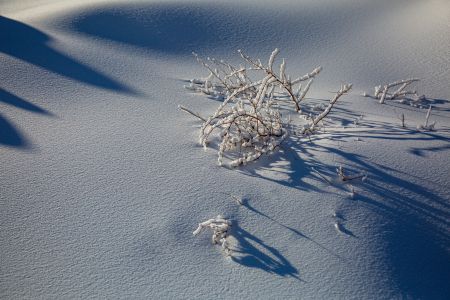 枯枝,冰雪,植物,自然风光,雪