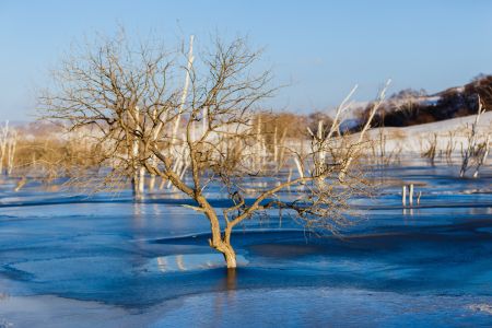 冬天,植物,冰雪,雪,自然风光,动物,湖泊
