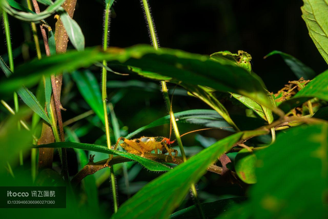 生物,昆虫,树叶