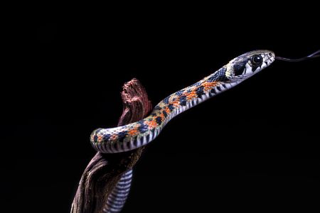 生物,蛇,动物,特写,自然,环境,户外,树木,田园风光,植物