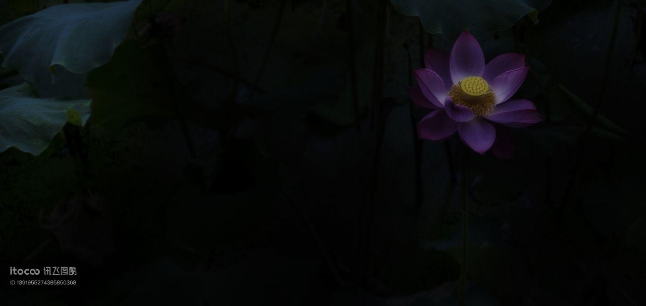 生物,荷花,特写