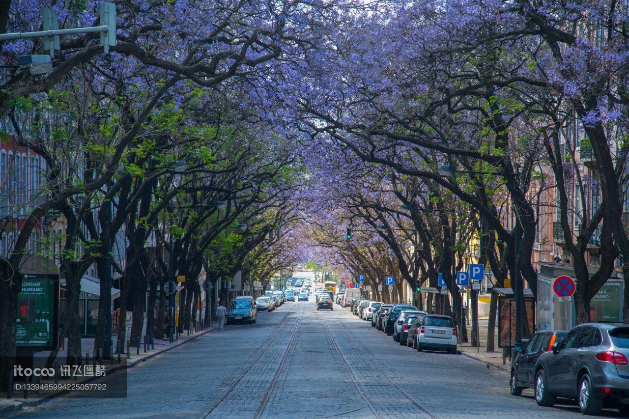 城市道路,植物,树木