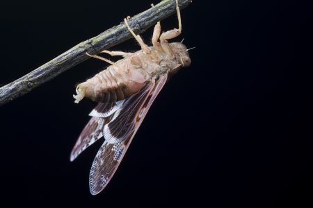 昆虫,节肢动物,动物,特写,微距,昆虫类