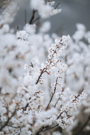 植物,杏花树,杏花,白色樱花,樱花盛开,生物