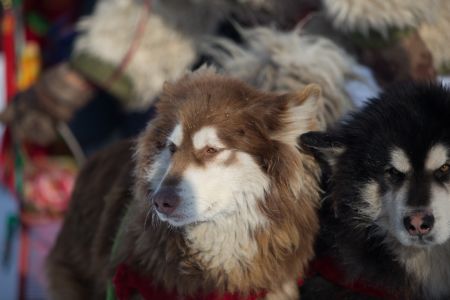 自然风光,天空,全景,动物,哺乳动物,狗