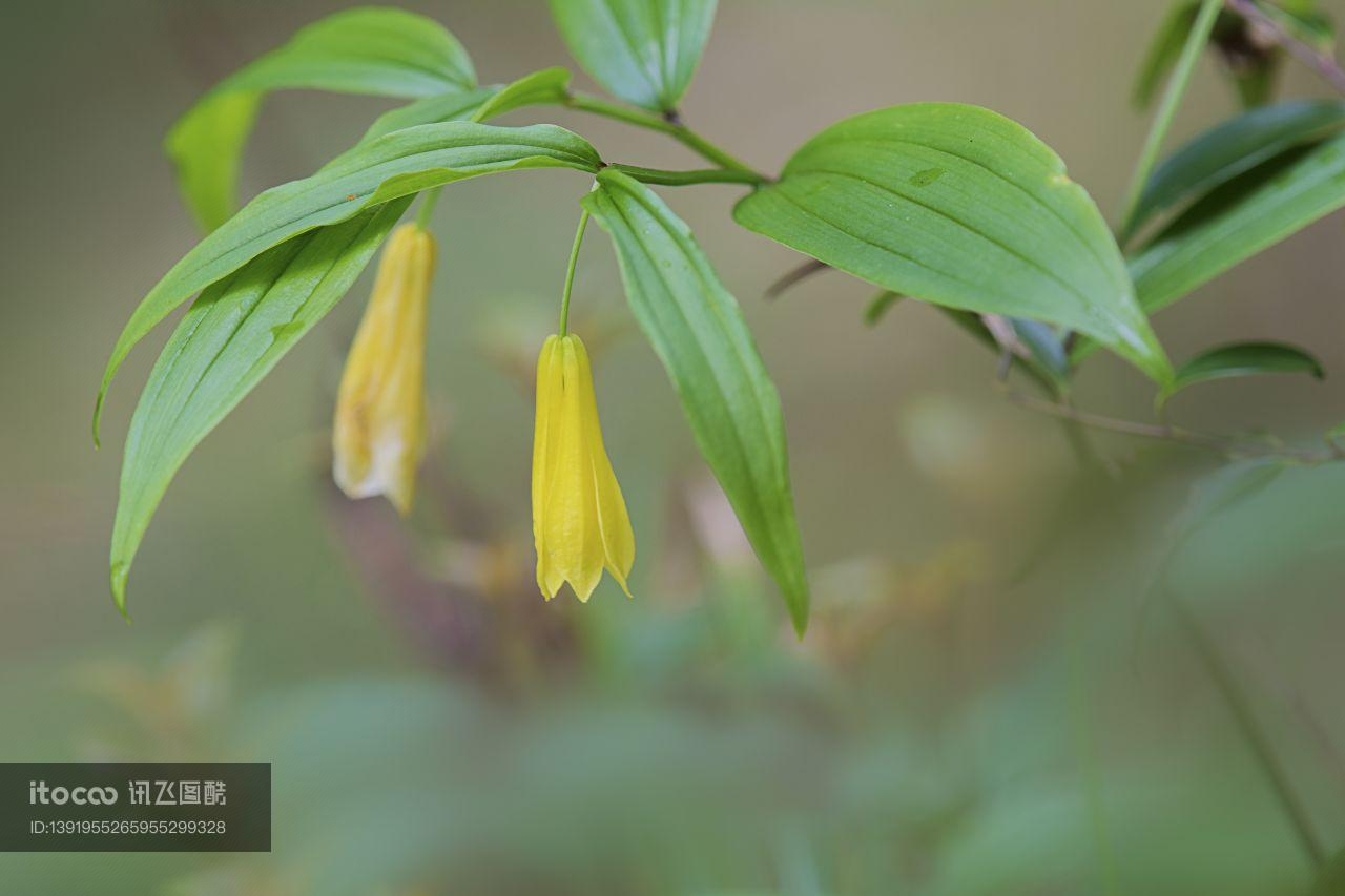 植物,花,生物