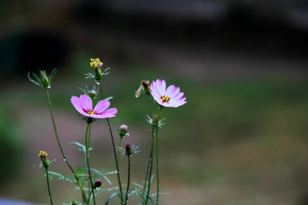 植物,生物,花,波斯菊,特写