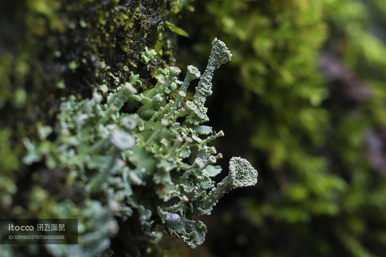 苔藓植物,植物,生物