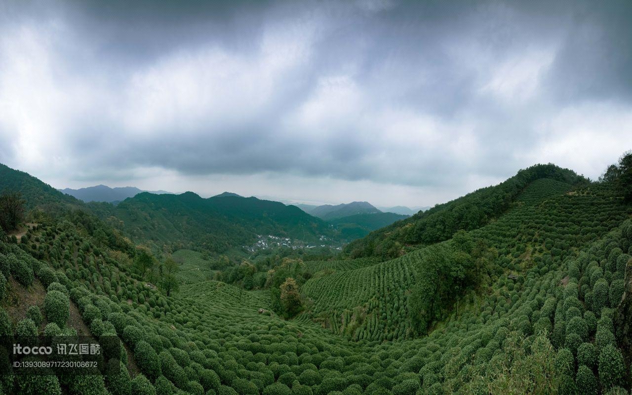 自然风光,植物,全景